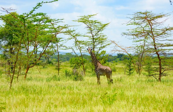 Les secrets d'un safari au kenya : votre guide ultime
