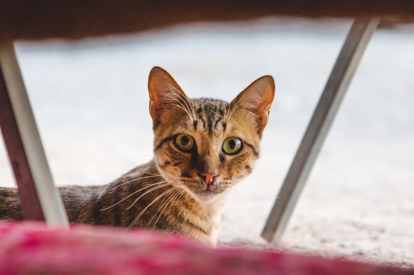 La chatière électronique : sécurité et confort pour votre félin