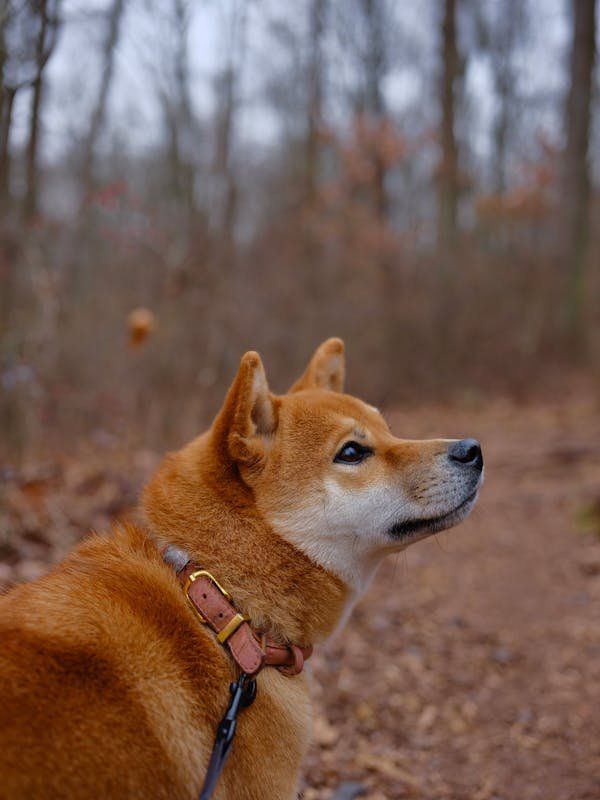 Shiba inu en Alsace : un compagnon au caractère unique