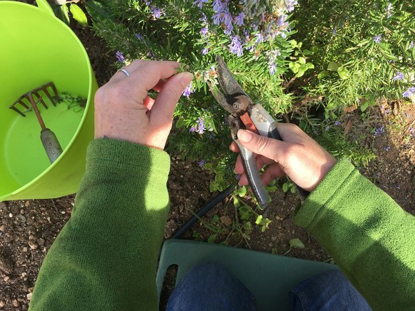 Top 5 sécateurs pour jardin : choisissez le meilleur outil